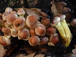 Hypholoma sublateritium