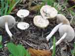 Inocybe geophylla