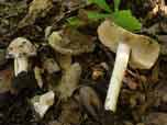 Inocybe albodisca