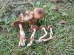 Inocybe bongardii