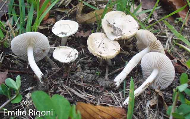 Inocybe geophilla