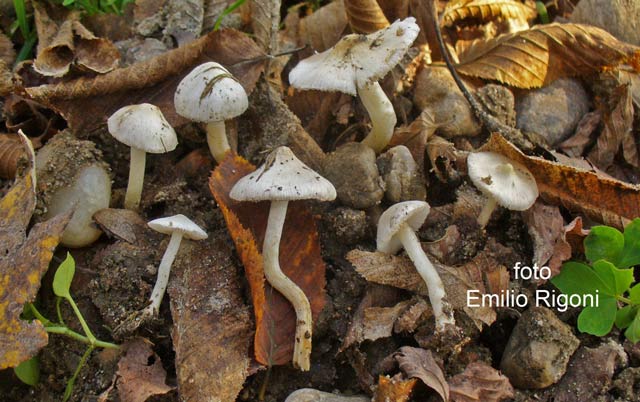 inocybe geophylla