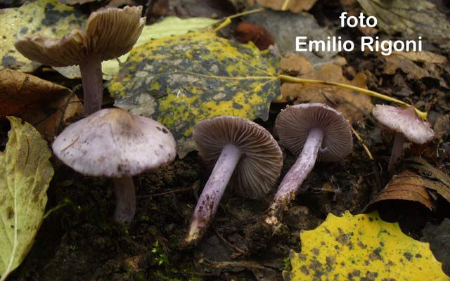 Inocybe geophilla var. lilacina