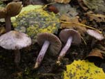 Inocybe geophilla var. lilacina