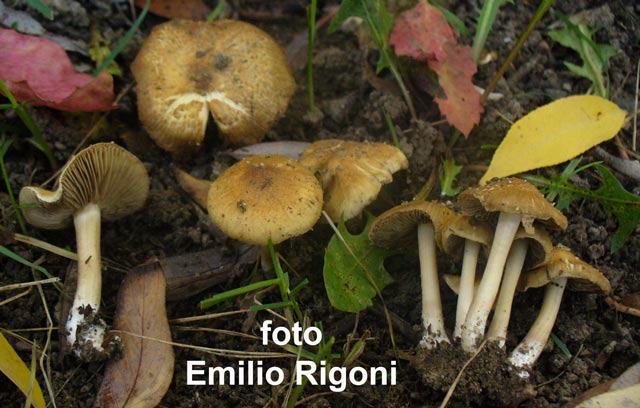 Inocybe langei