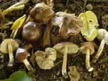 Inocybe perlata