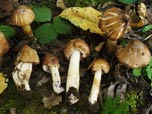 Inocybe rimosa