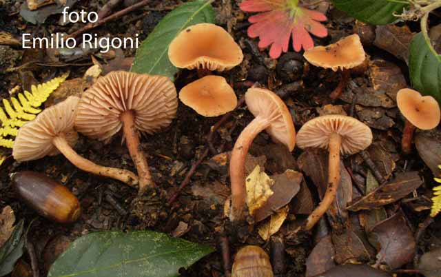 Laccaria affinis