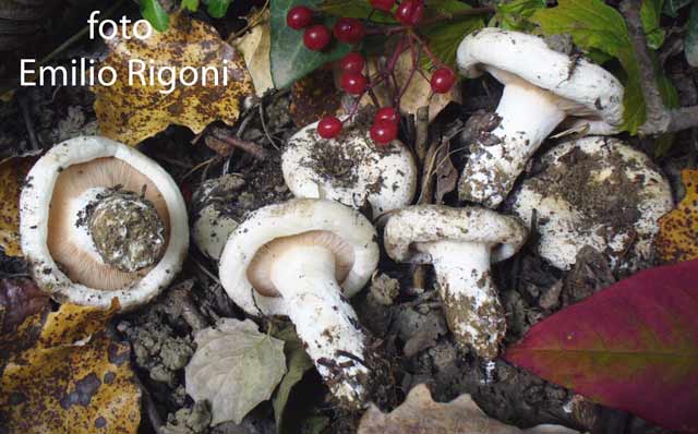 Lactarius controversus