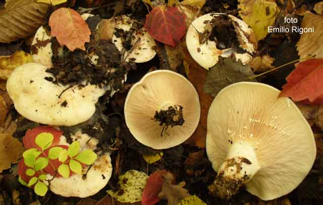 Lactarius controversus