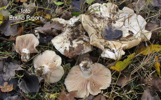 Lactarius controversus