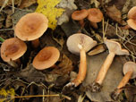 Lactarius decipiens