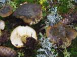 Lactarius necator