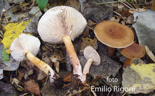  Lactarius quietus