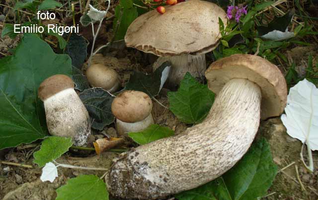Leccinum duriusculum forma robusta