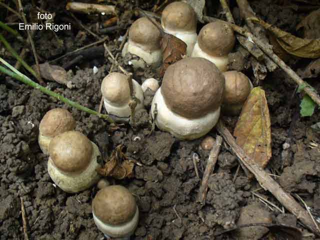 Leccinum duriusculum forma robusta