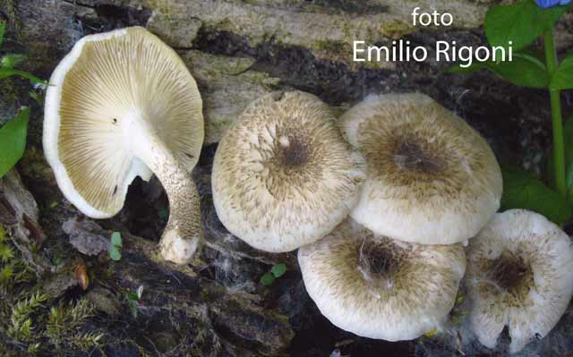 Lentinus tigrinus