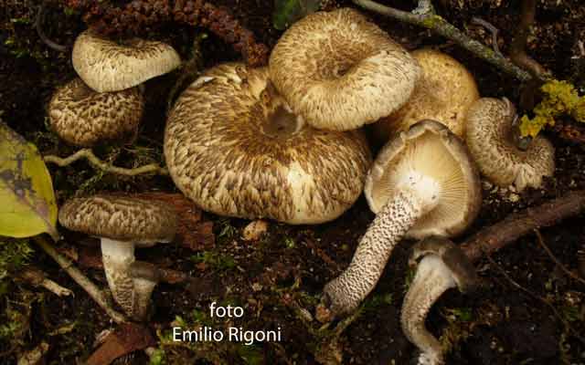 Lentinus tigrinus