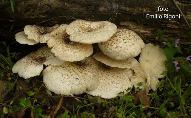 Lentinus tigrinus