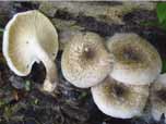 Lentinus tigrinus