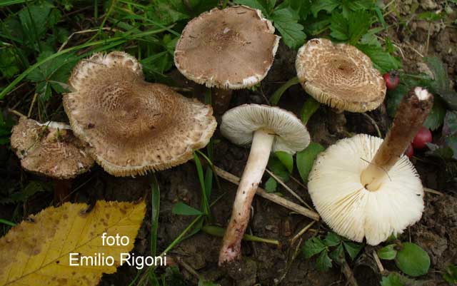 Lepiota brunneoincarnata