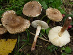 Lepiota brunneoincarnata