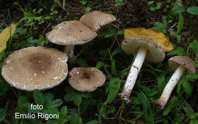 Lepiota brunneoincarnata