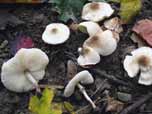 Lepiota cristata