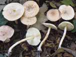 Lepiota josserandi