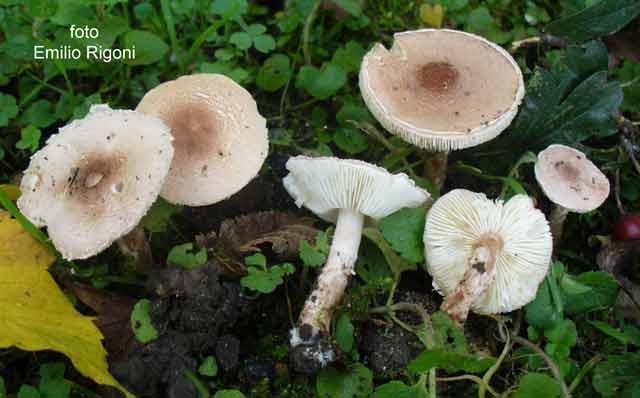 Lepiota subincarnata