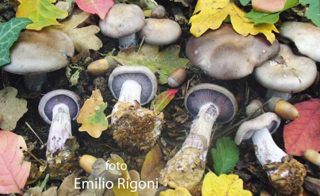  Lepista nuda