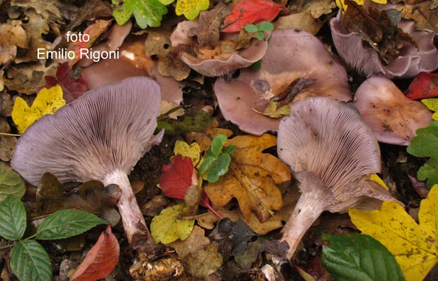 ritorna a funghi tossici e mortali