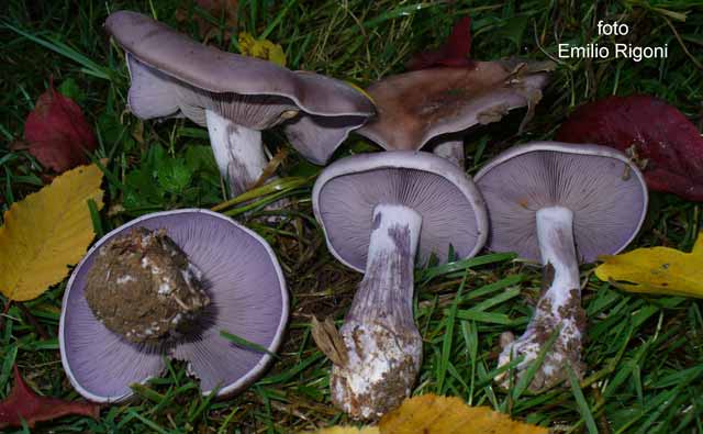 Lepista nuda