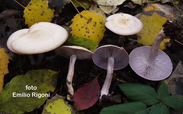 Lepista sordida
