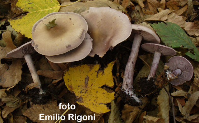 Lepista sordida