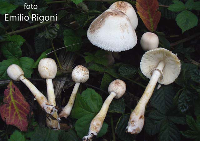 Leucoagaricus badhami