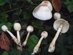 Leucoagaricus badhamii