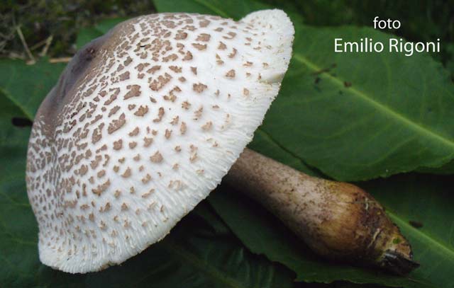 Leucoagaricus bresadolae