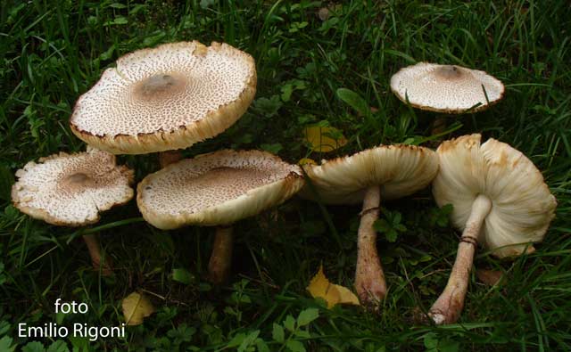 Leucoagaricus bresadolae