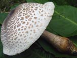 Leucoagaricus bresadolae