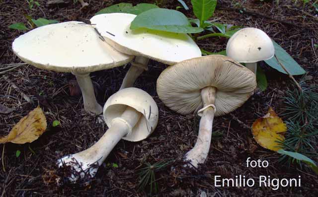 Leucoagaricus leucothites