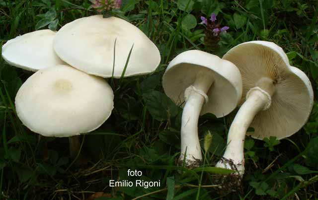 Leucoagaricus leucothites