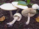 Leucoagaricus leucothites