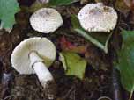 Leucoagaricus macrorrhizus