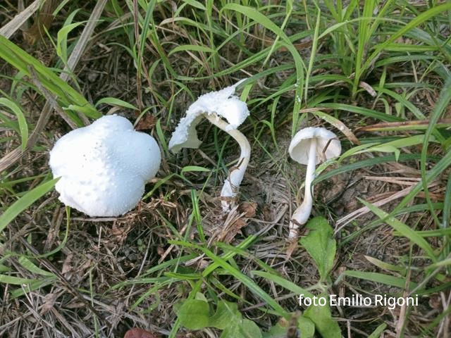 Leucocoprinus brebissoni