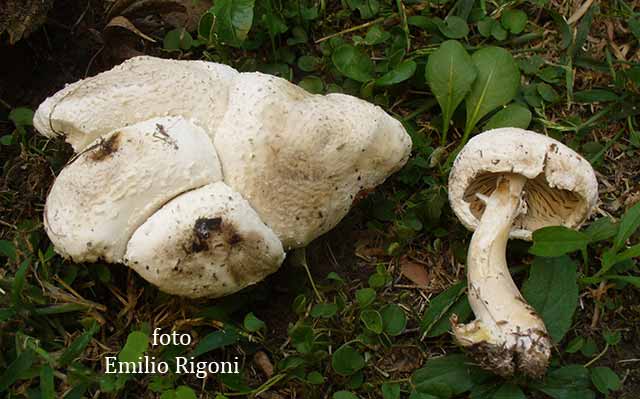 Leucocoprinus brebissoni