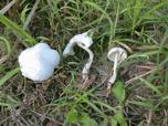 leucocoprinus cretatus