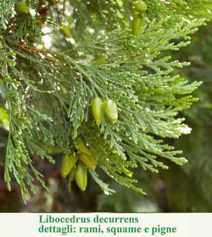 Libocedrus decurrens