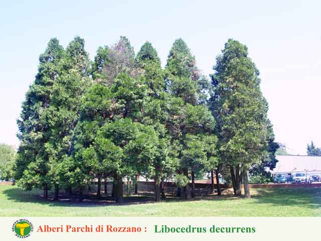 Libocedrus decurrens