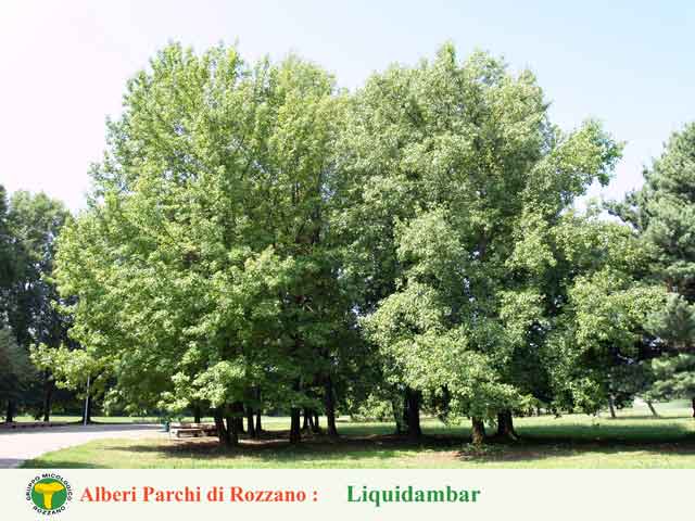 Liquidambar